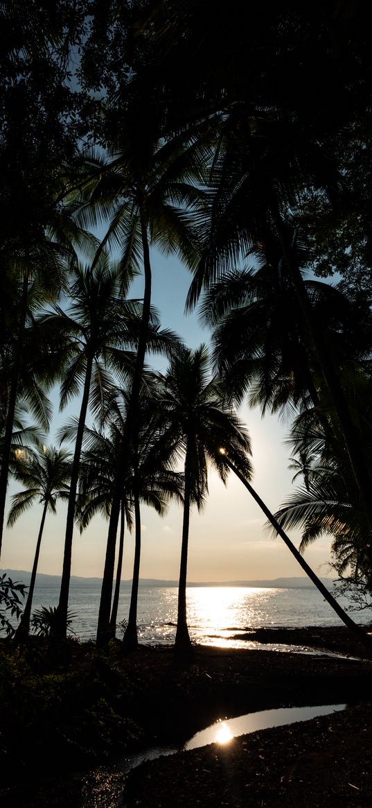 palm, sea, glare, horizon, tropical