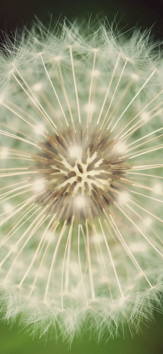 dandelion, fluff, grass, flower