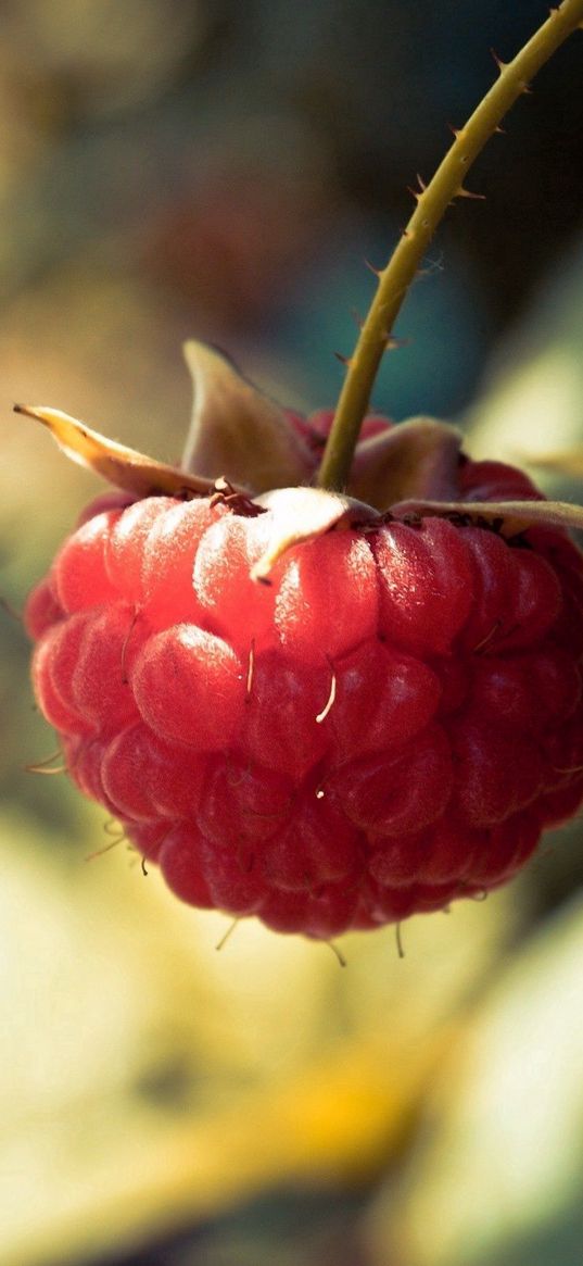 raspberries, branch, berry, leaf