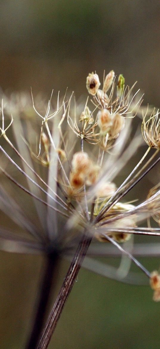 grass, plants, branches, dried