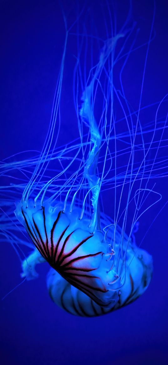 jellyfish, tentacle, water, beautiful, blue