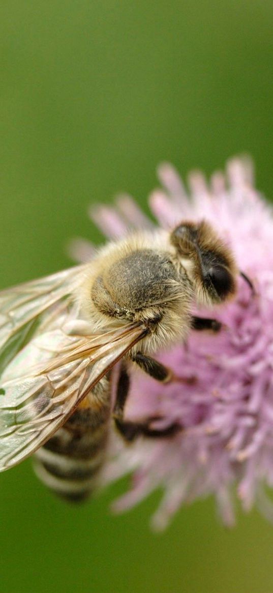 bee, flower, flight, insect