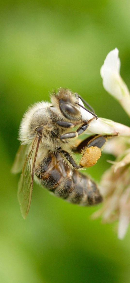 clover, bee, flight, insect, field