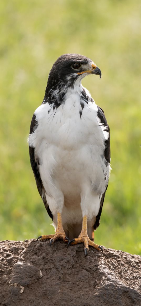 australian buzzard, buzzard, bird, predator, stone