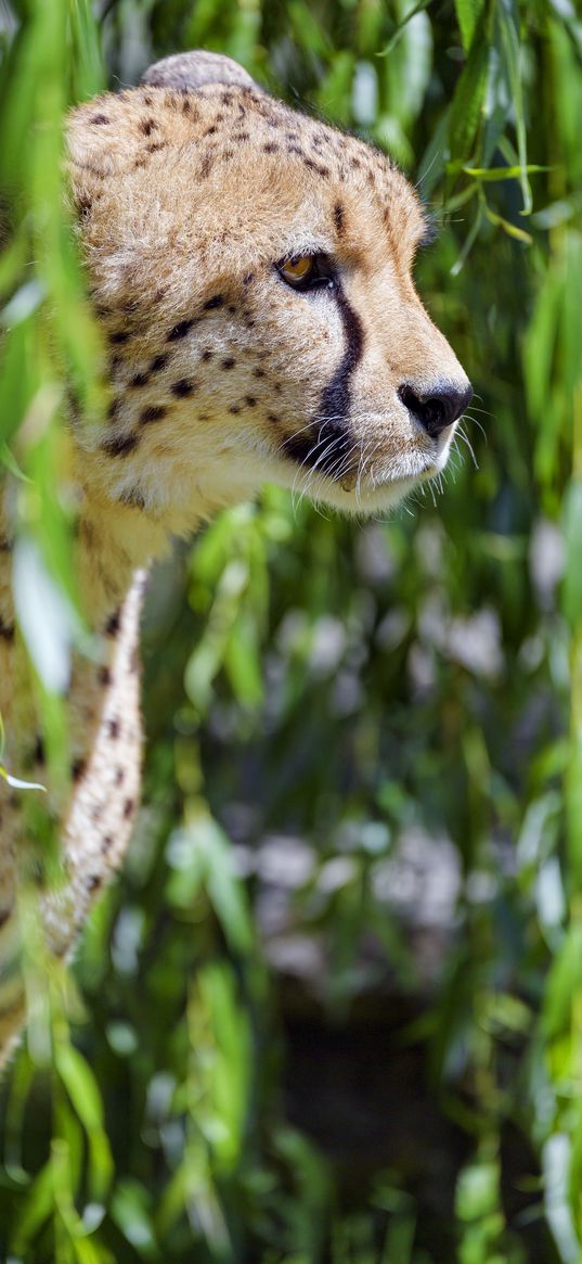 cheetah, big cat, glassy, profile