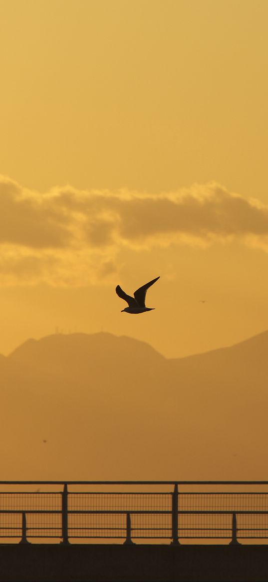 seagull, bird, silhouette, flight, sunset