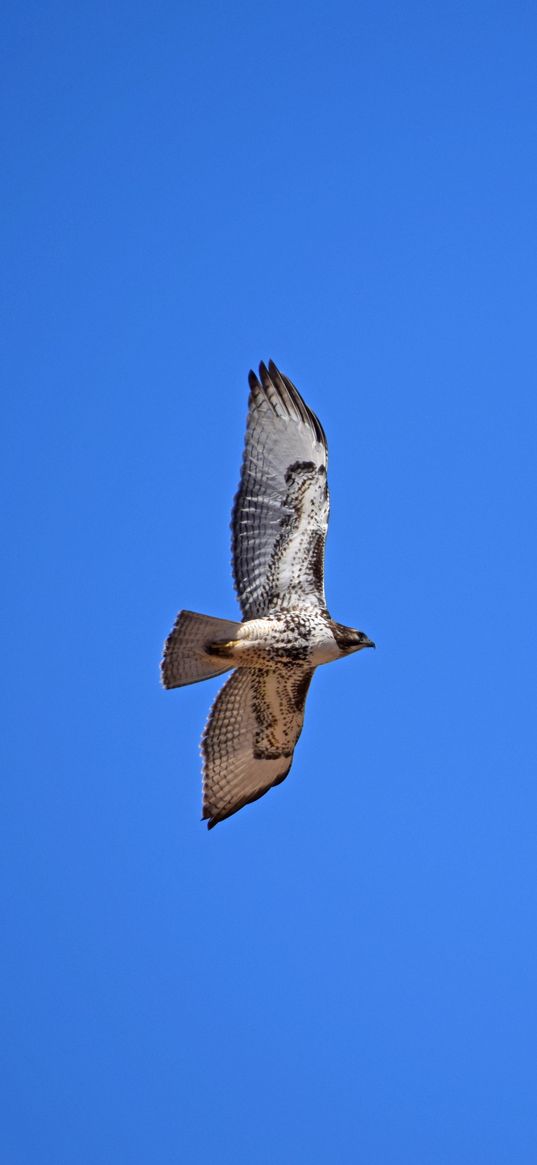 red-tailed hawk, hawk, flight, wings, sky