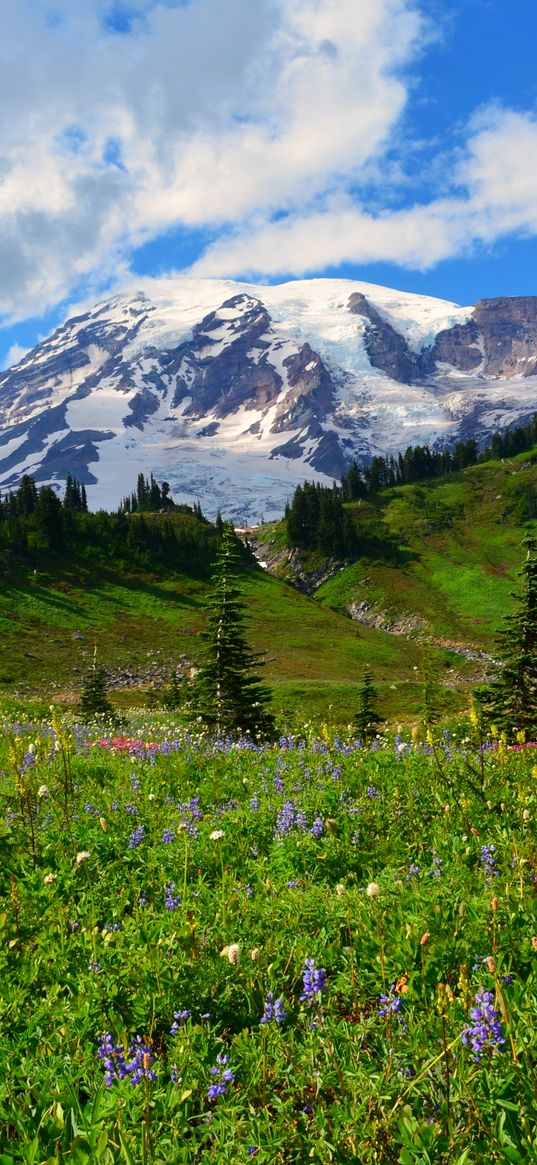 mountain, peak, snow, snowy, flowers, wildflowers