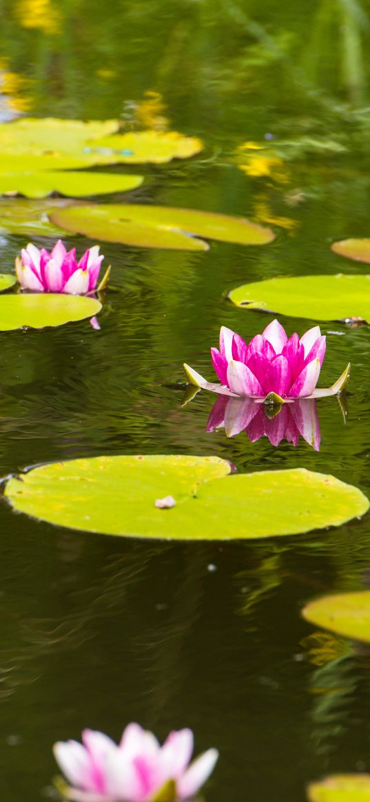 lotus, leaves, flowers, body of water