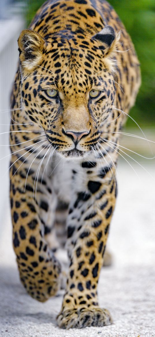 leopard, predator, big cat, muzzle, glance