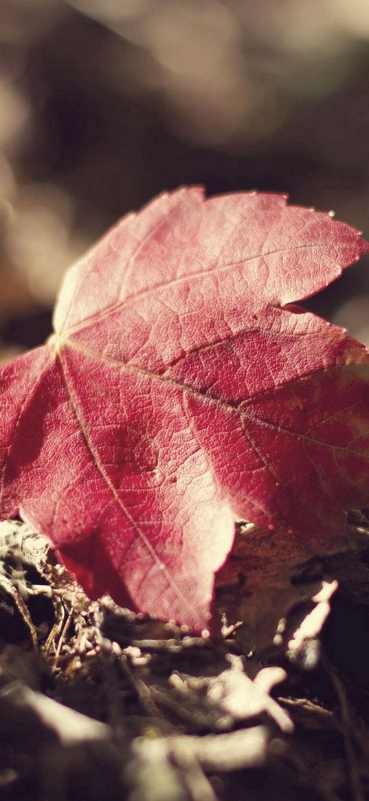 leaf, fall, fallen grass, dry