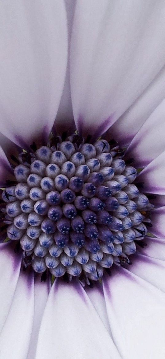 flower, petals, bright, white, lilac