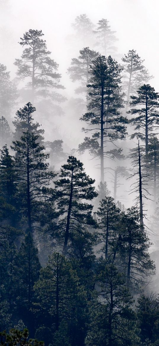 trees, pine, fog, forest, nature