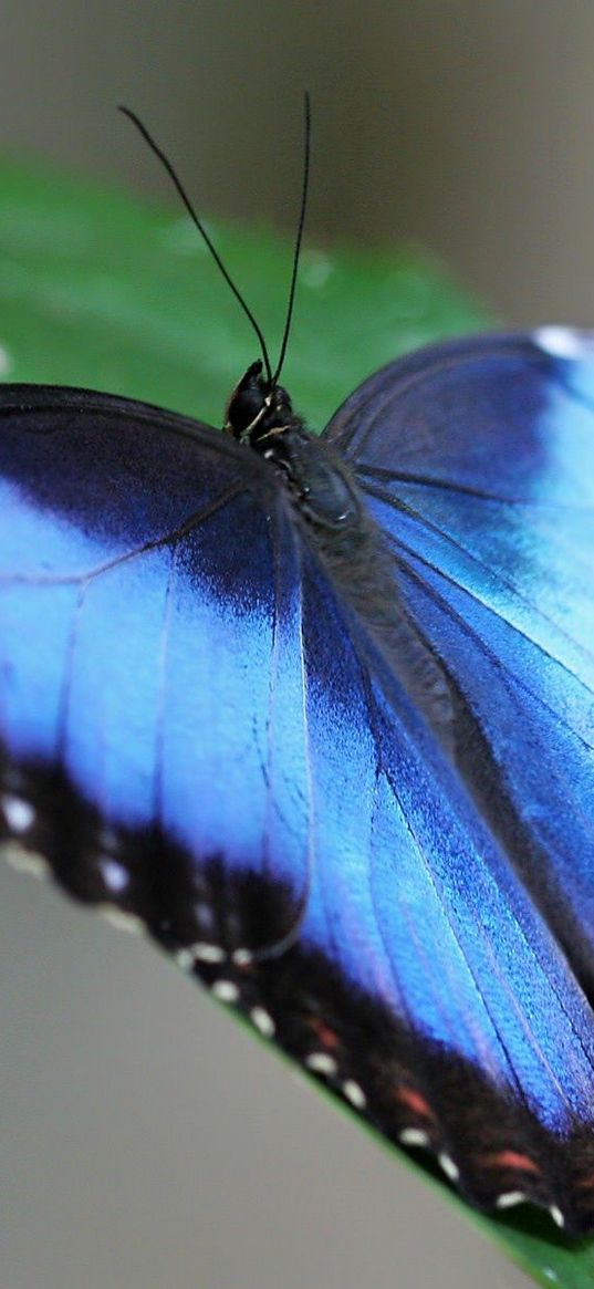 butterfly, wings, strips, leaves, grass