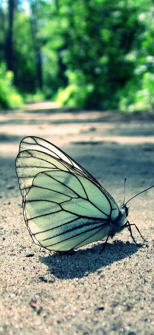 butterfly, grass, sand