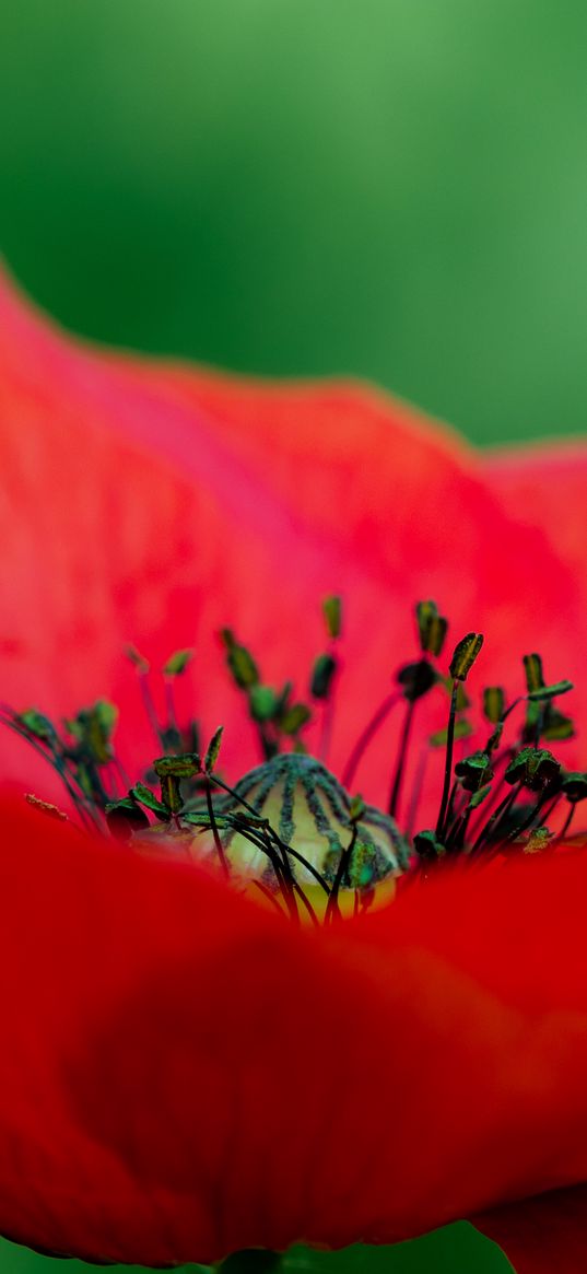 poppy, petals, red, macro