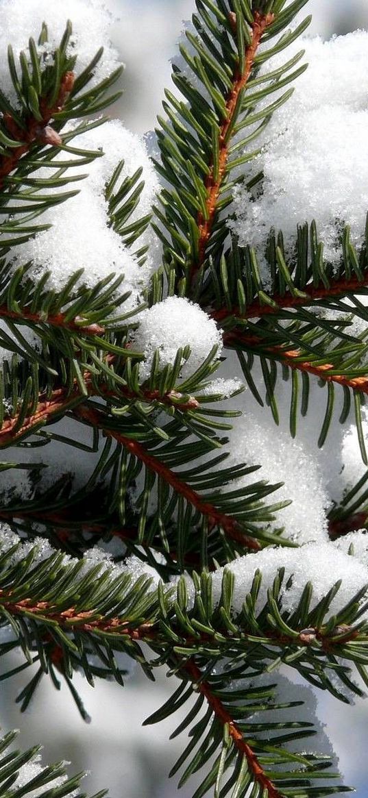 spruce, snow, cover, winter