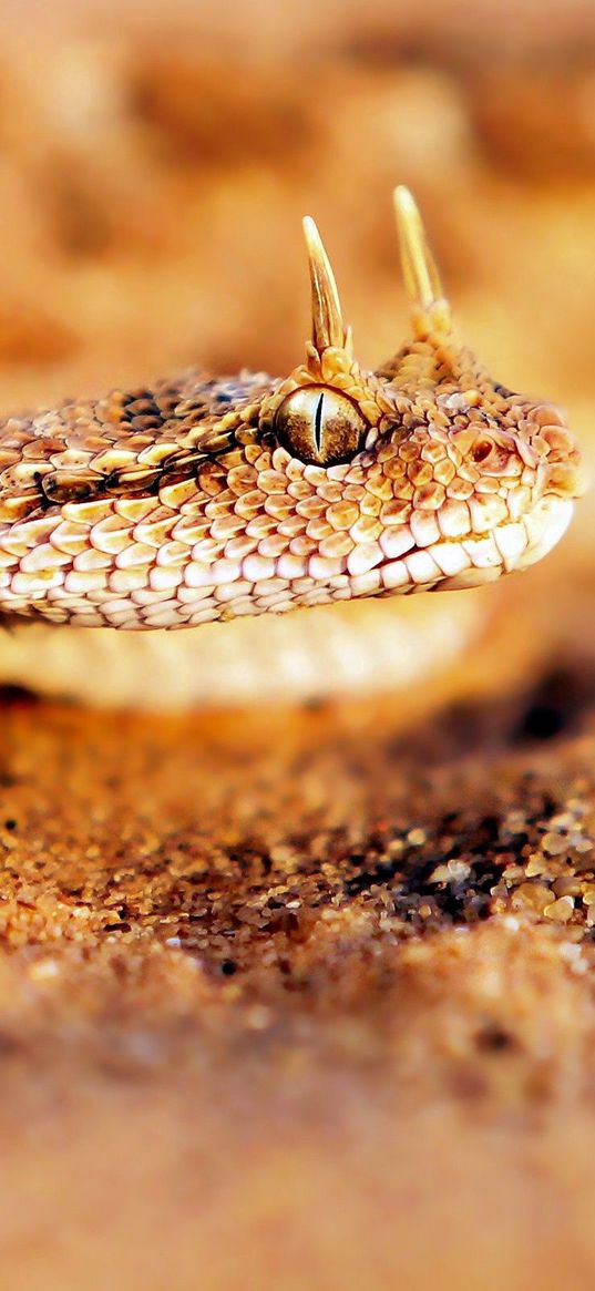 snake, reptile, skin, sand