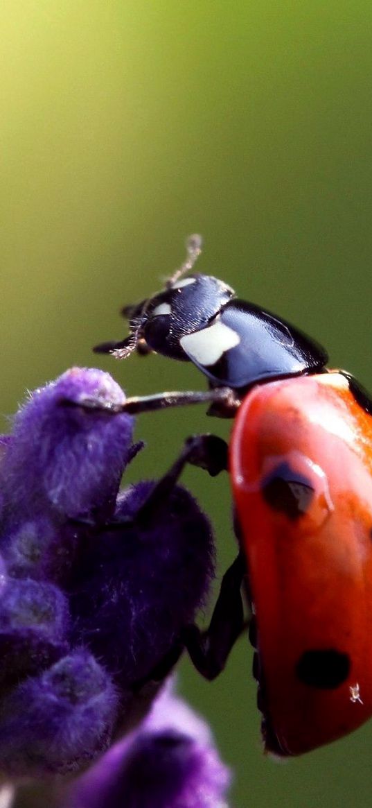 ladybird, flower, crawling, insect