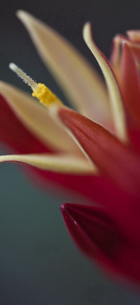 flower, shadow, petal