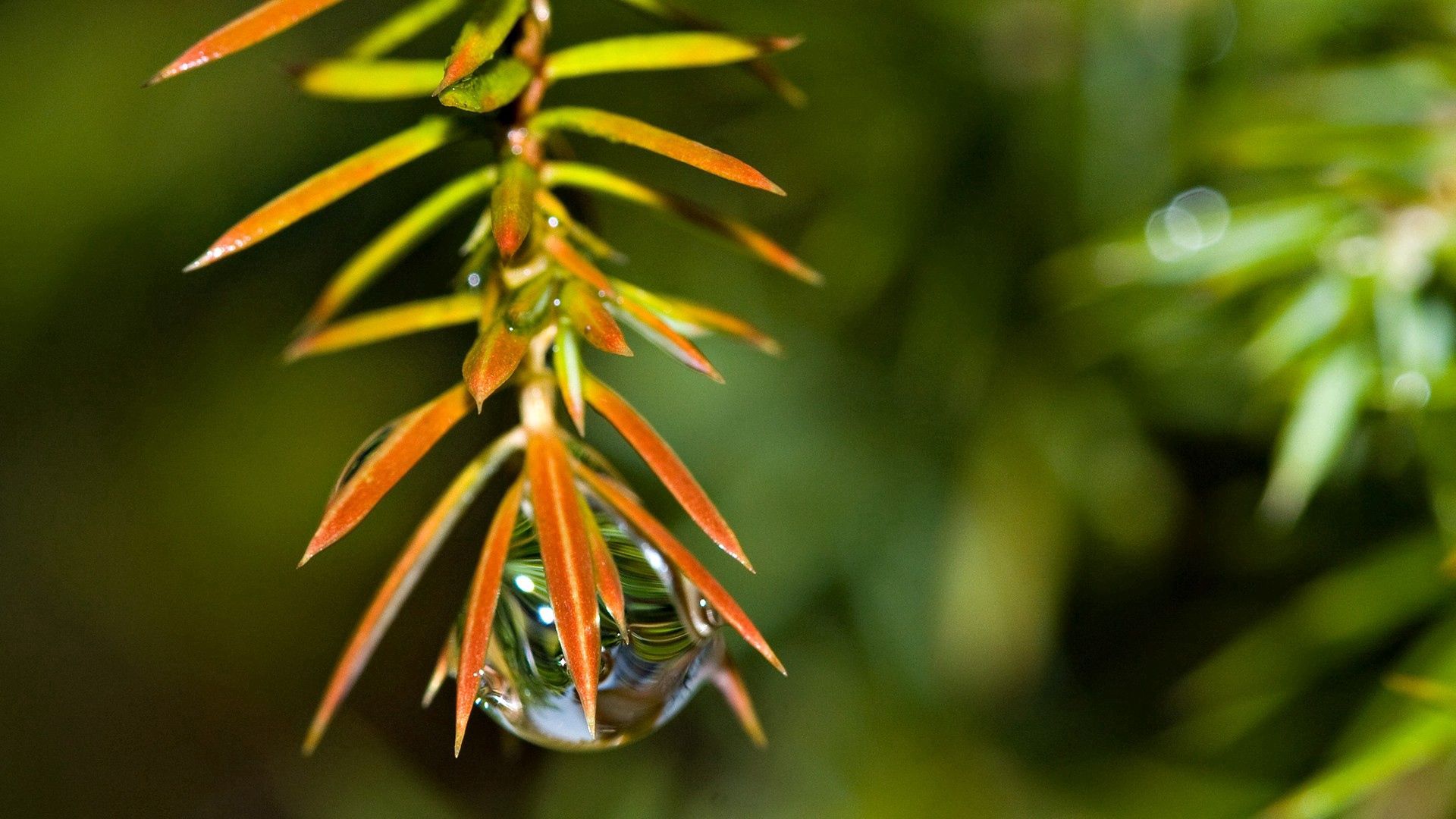 grass, leaves, plants, drop