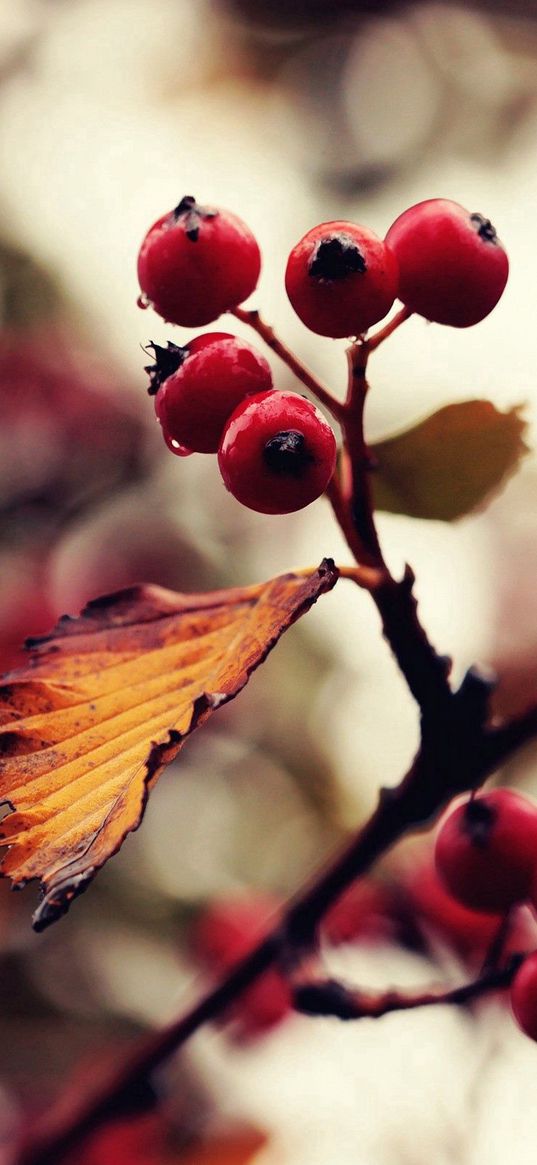 mountain ash, tree, berry, glare