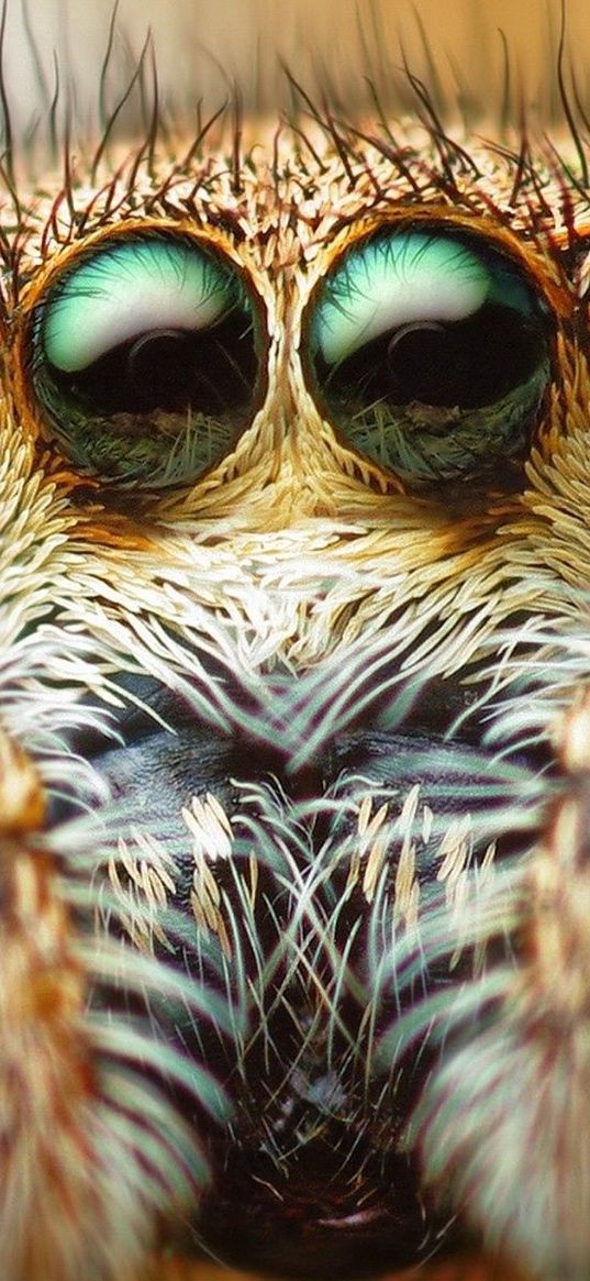 spider, eyes, hair, legs