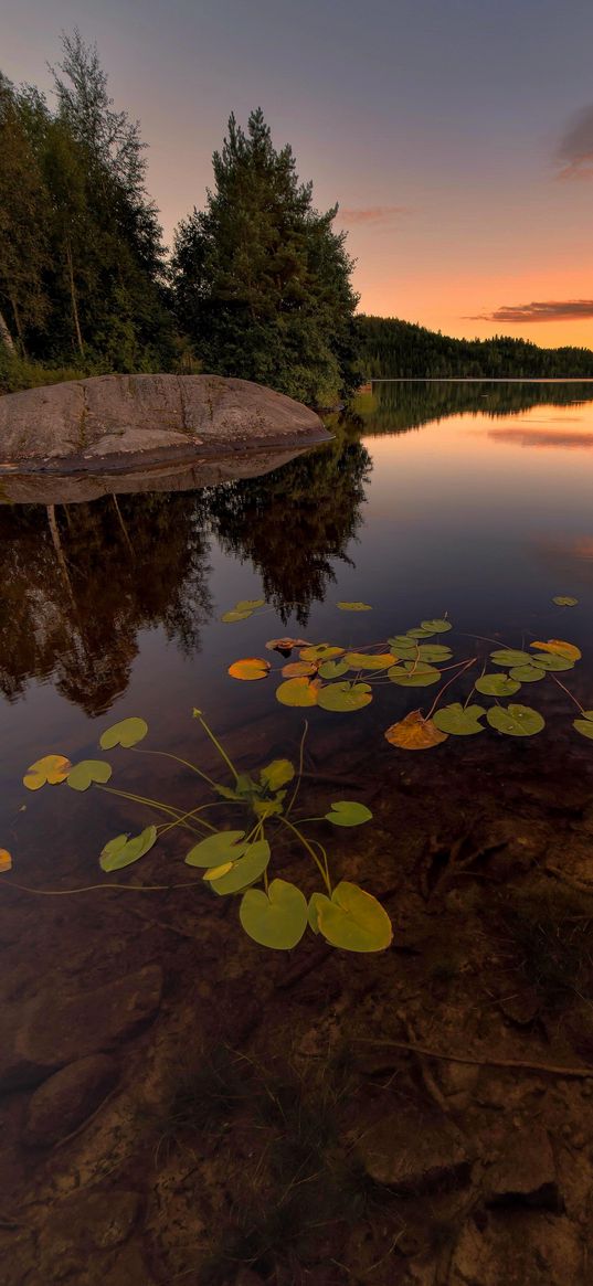 lake, spruce, trees, stone, sunset, plants