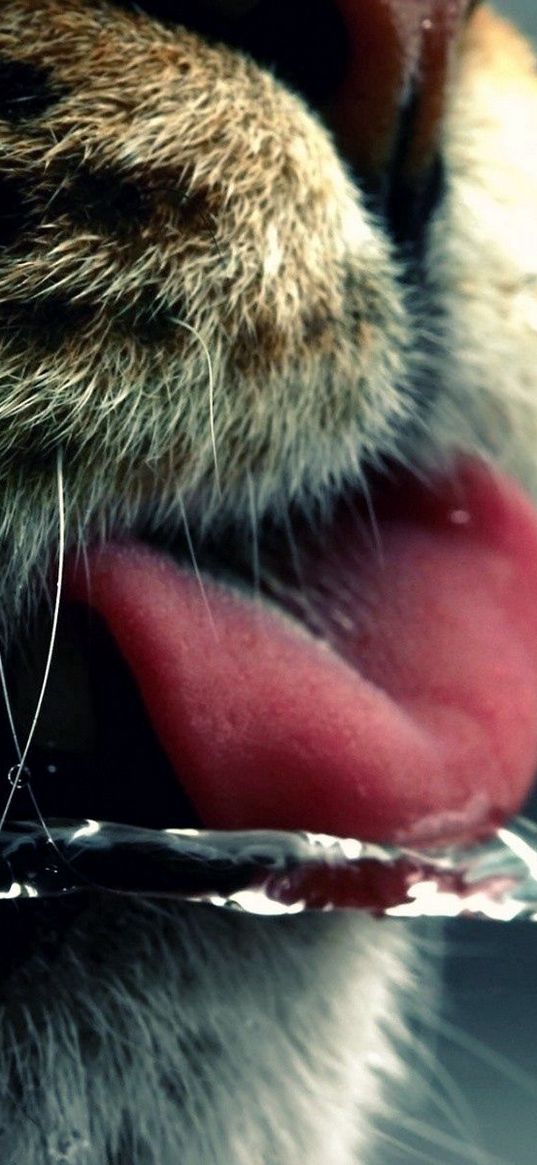 cat, face, tongue, water, drinking, mustache