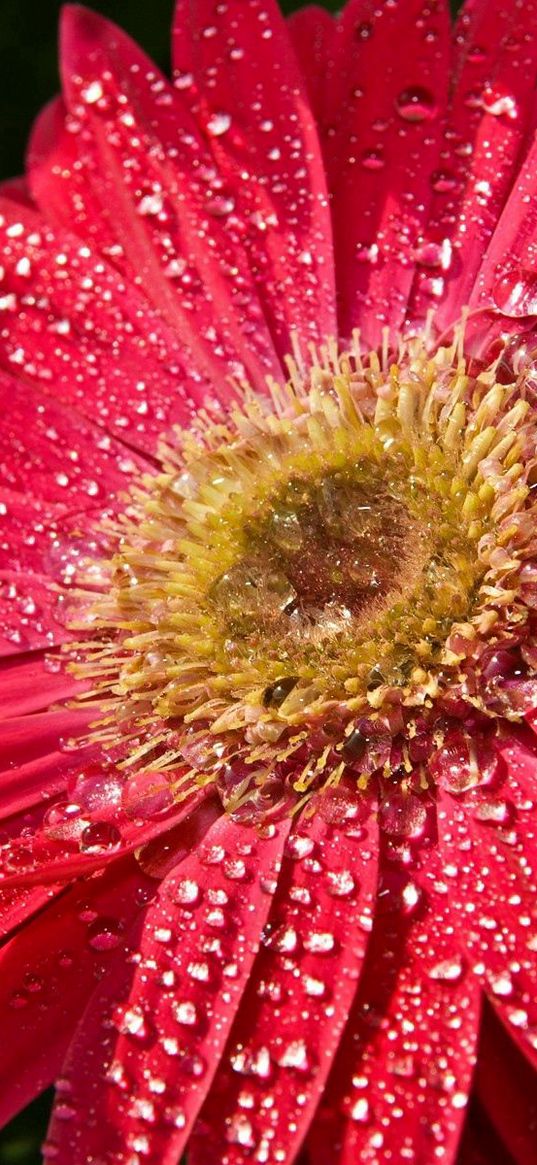 flower, wet, drops, petals