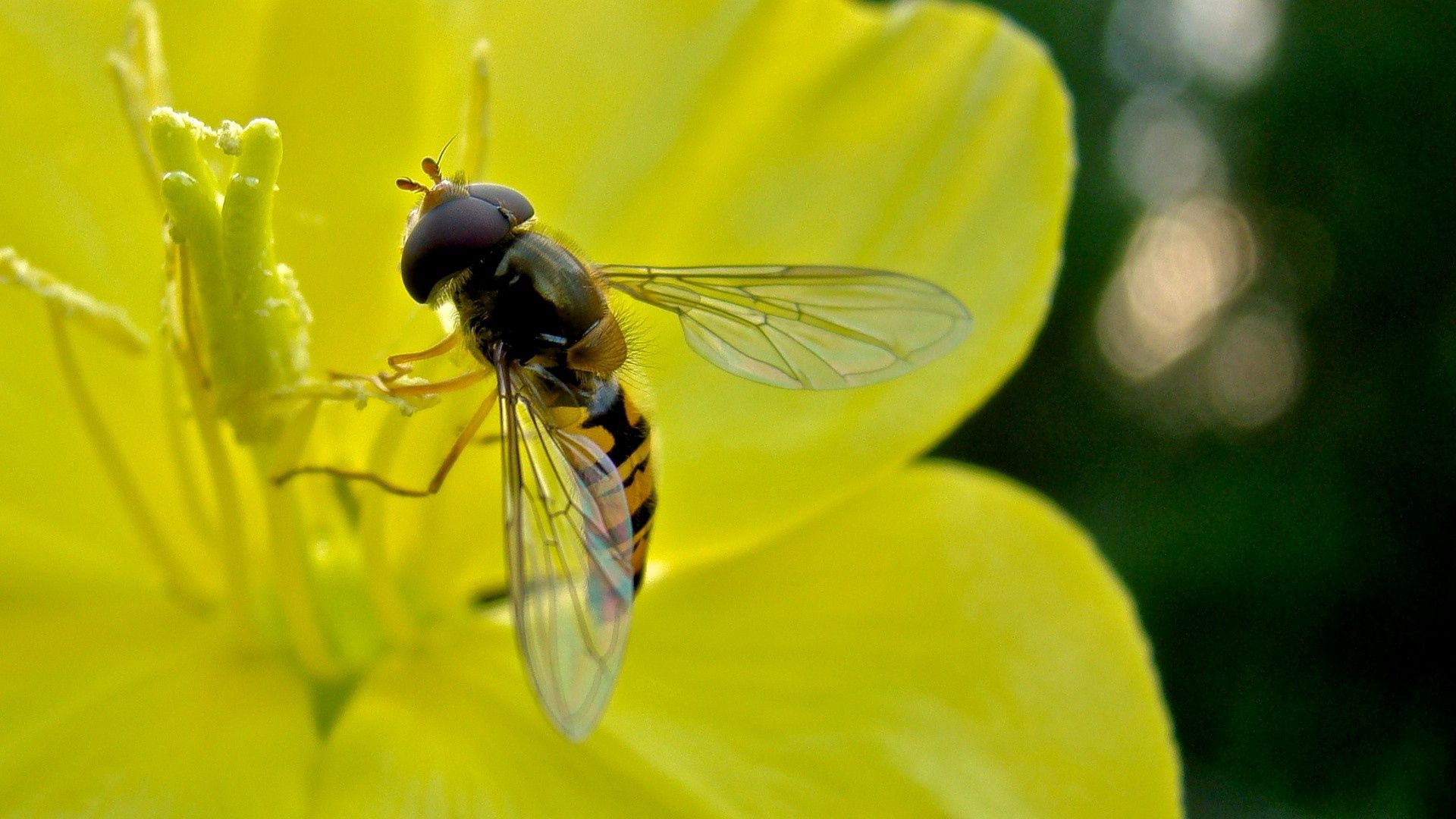 bee, pollination, flying, insect, flower