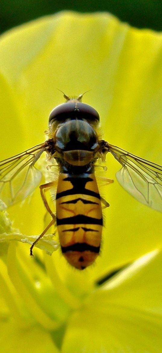 bee, flower, petals, pollen, pollination, nectar