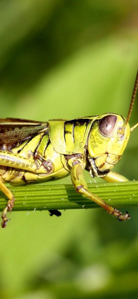 grasshopper, grass, sticks, sit, insect