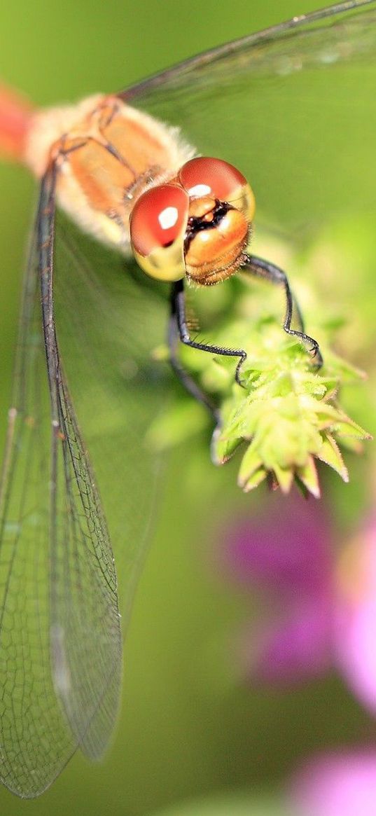 dragonfly, grass, leaves