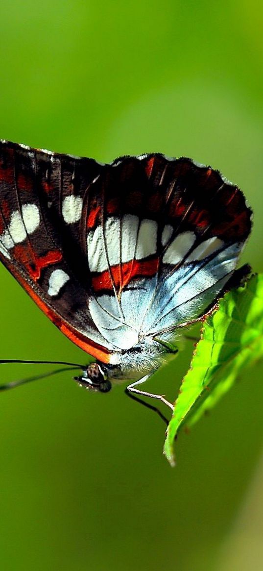 butterfly, striped, grass, leaves