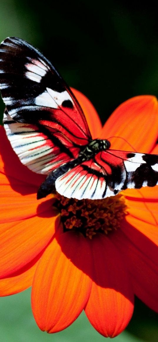 butterfly, flower, flight, wings