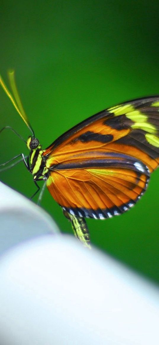 butterfly, surface, pipe, shadow