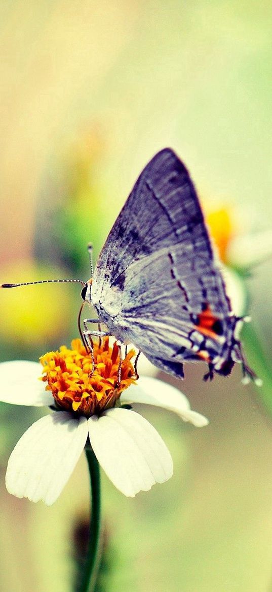 butterfly, flower, glare, flight, paint