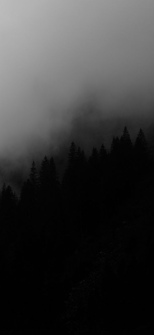 trees, fog, forest, bw, black