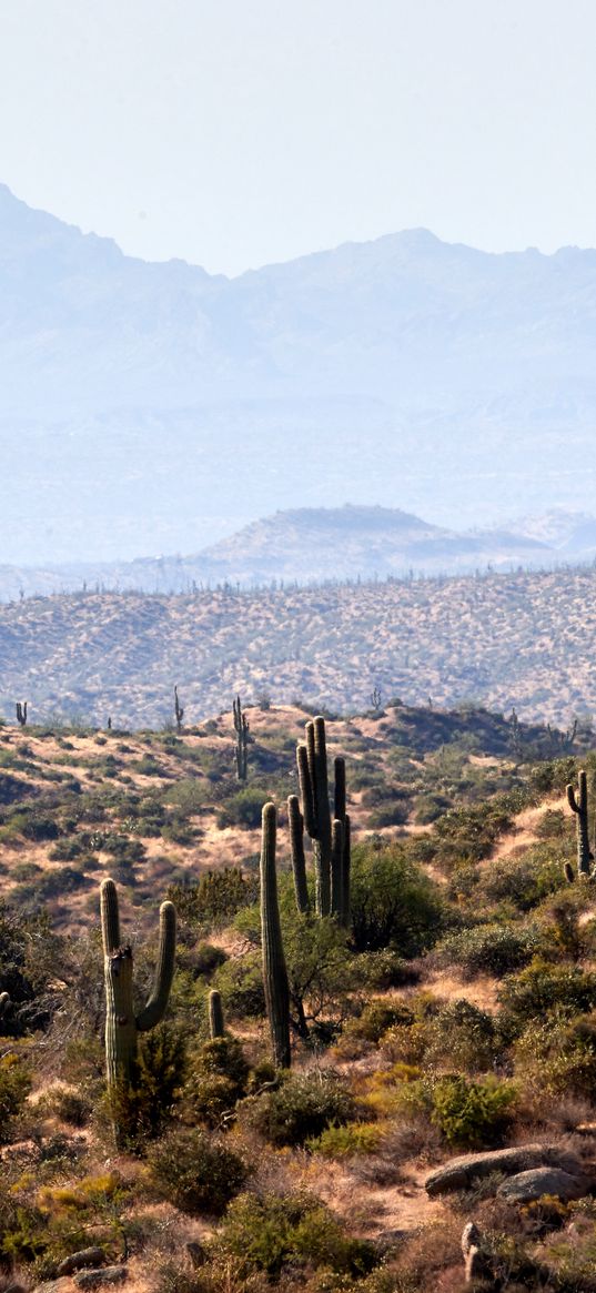 cacti, prairie, hills, grass, distance