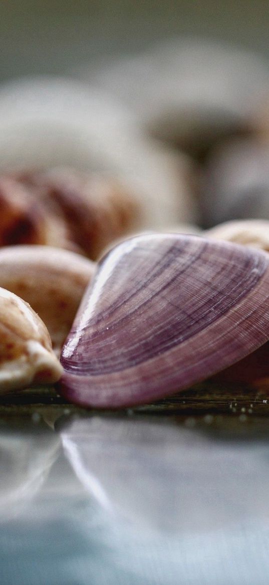 shells, surface, glass, glitter