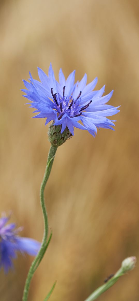 cornflower, flower, wildflower, macro