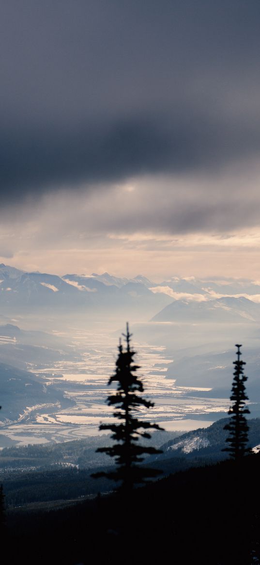 spruce, trees, mountains, snowy, distance