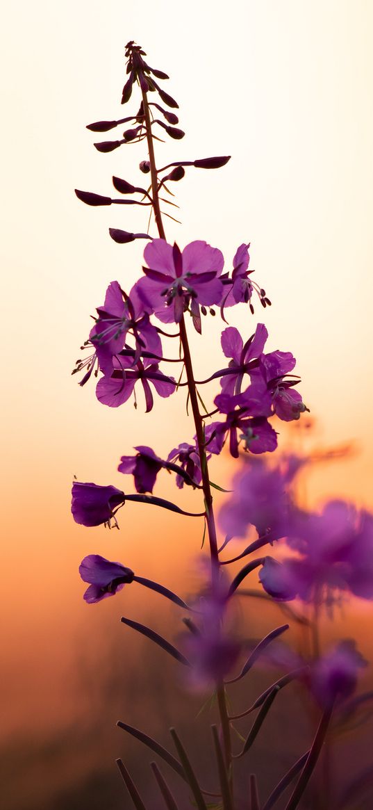 flower, petals, purple, focus, sunset, blur