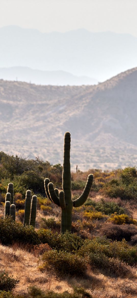 cactus, bushes, prairie, hills, distance