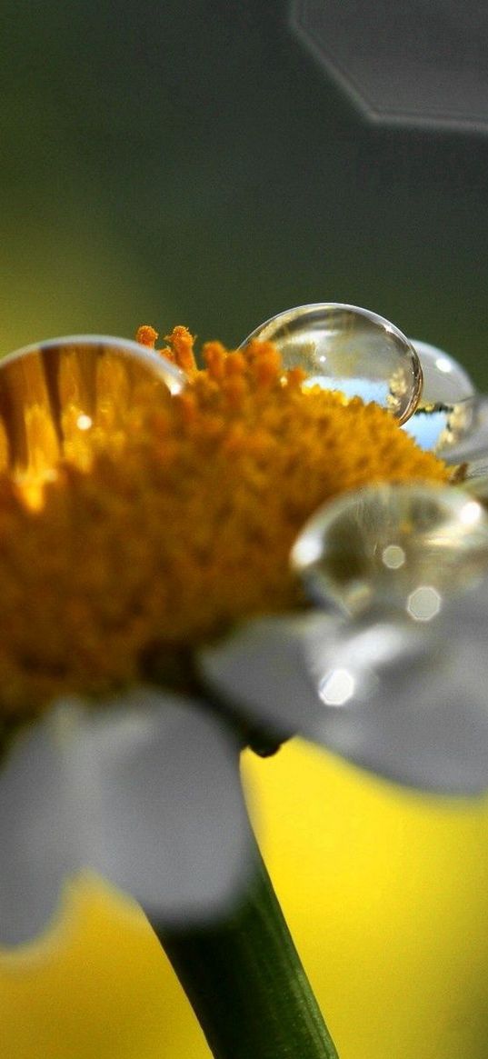 chamomile, drops, shadow, flower