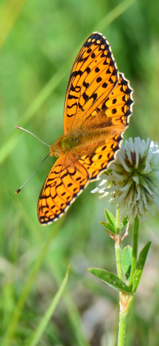 butterfly, wings, pattern, macro, focus