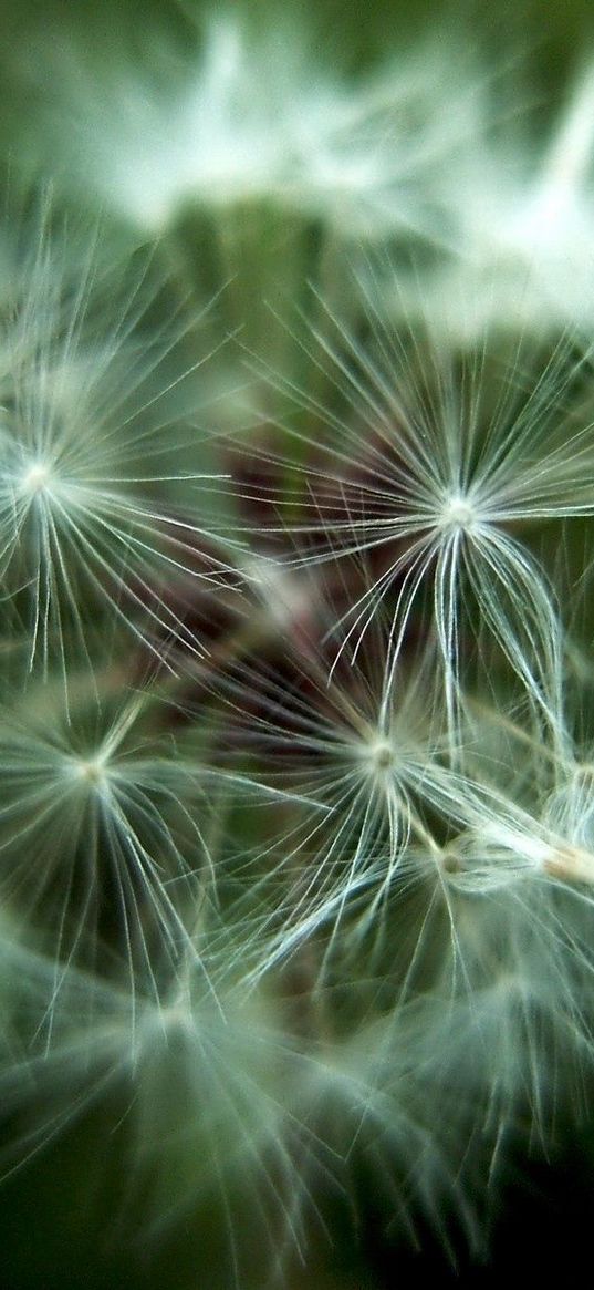 dandelion, fluff, seeds, flower