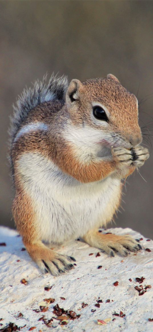 chipmunk, rodent, fluffy, animal, stone