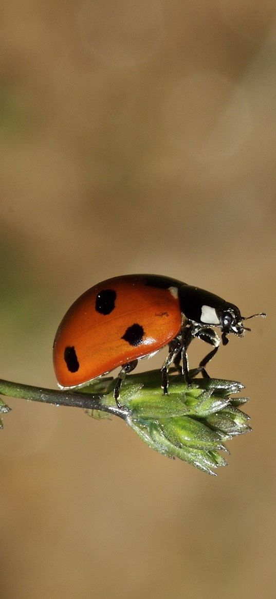 ladybird, grass, sunshine, warm